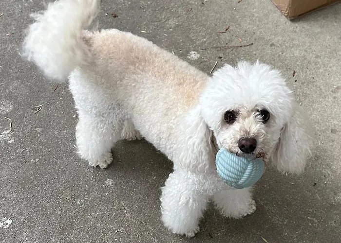 Rosemarin Κόπερ